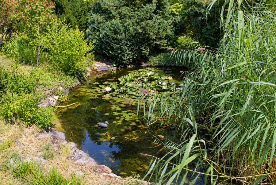 Teich