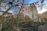 Halle-Giebichenstein: Gartengrundstück für Privat oder Gewerbe zur Miete - Bild1